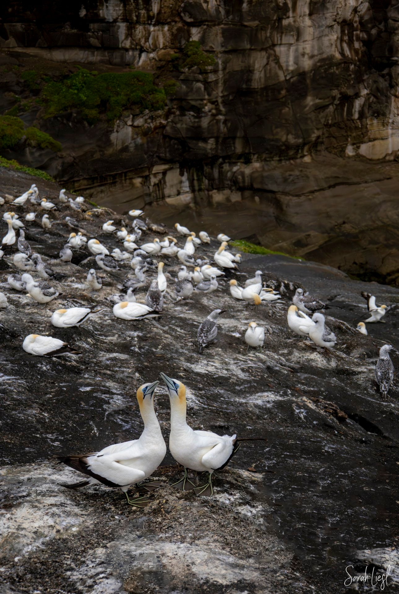 Gannet Rock